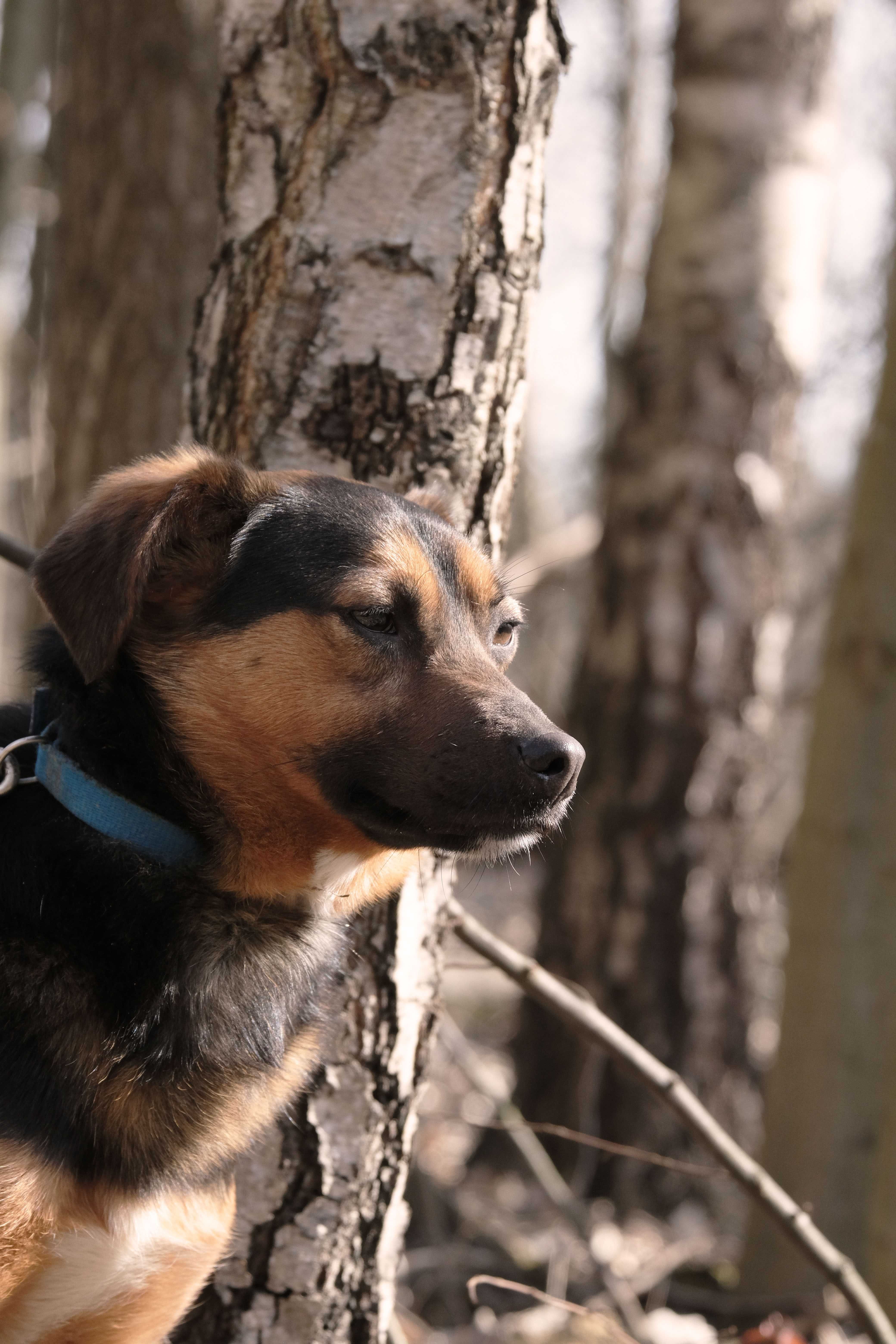 Dropi delikatny młody psiak do adopcji