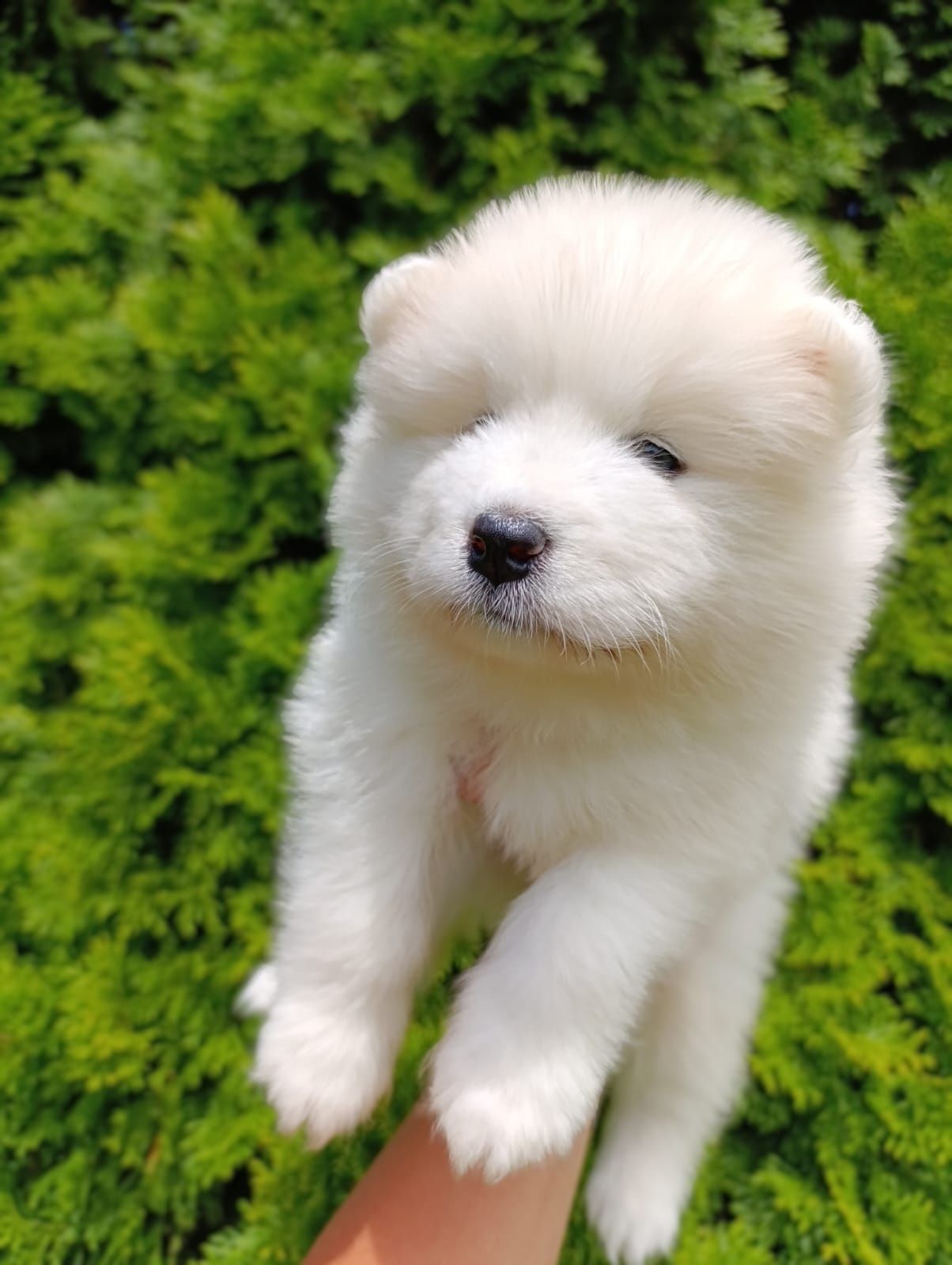 SAMOYED - wyjątkowa rasa dla wyjątkowych ludzi