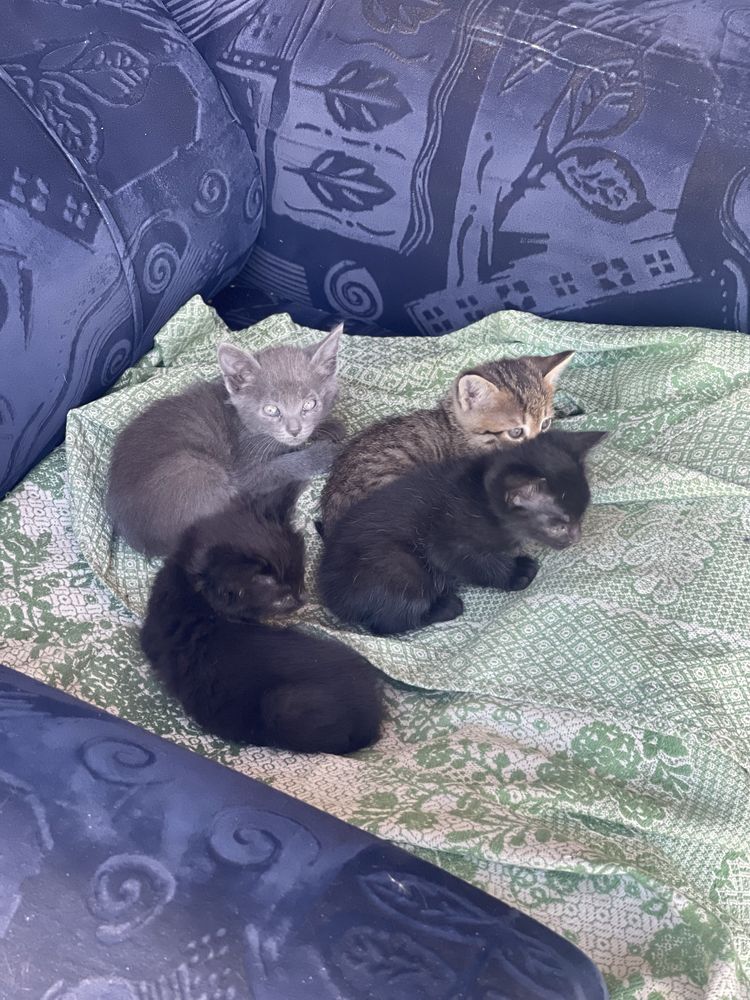 Кошенята безкоштовно