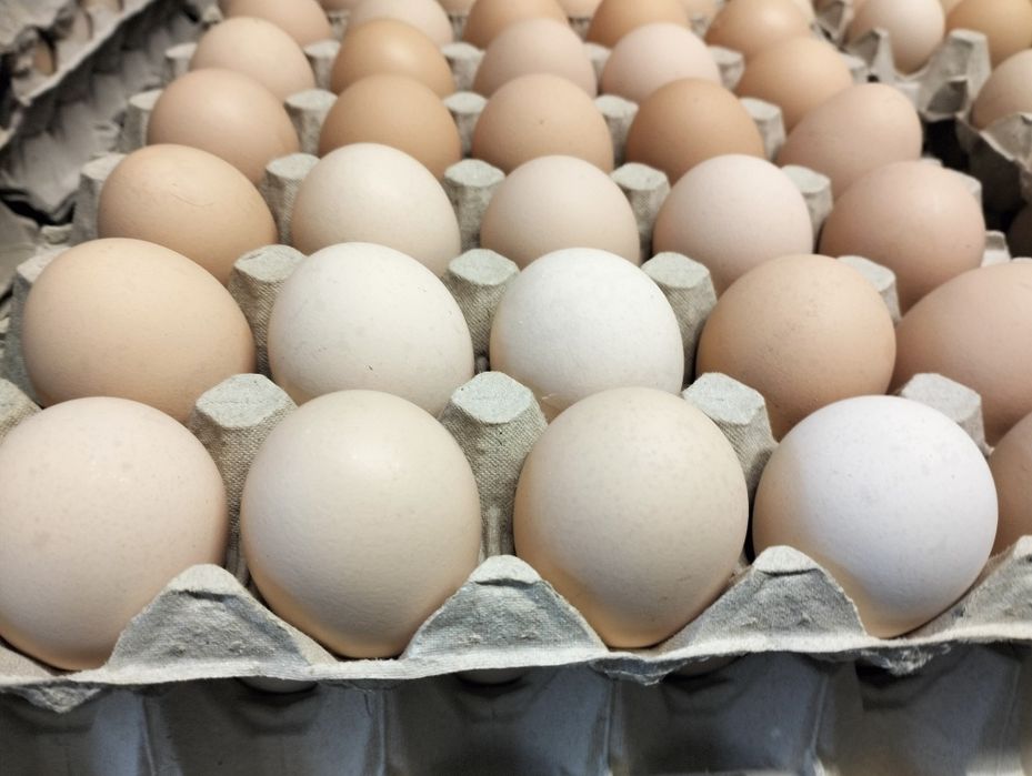 Jajka ,Jaja Wiejskie Kremowe i inne !