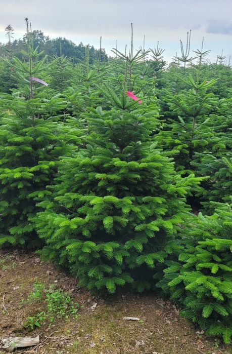 Choinki,choinka,świerki, jodła kaukaska, świerk srebrny w doniczkach