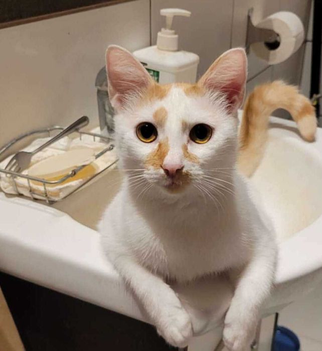 Pianka i Ferduś czy ktos pokocha