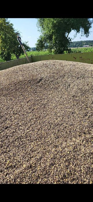 owies gniady, czarny