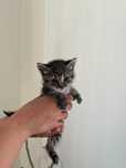 gatinhos com 2 meses para doação