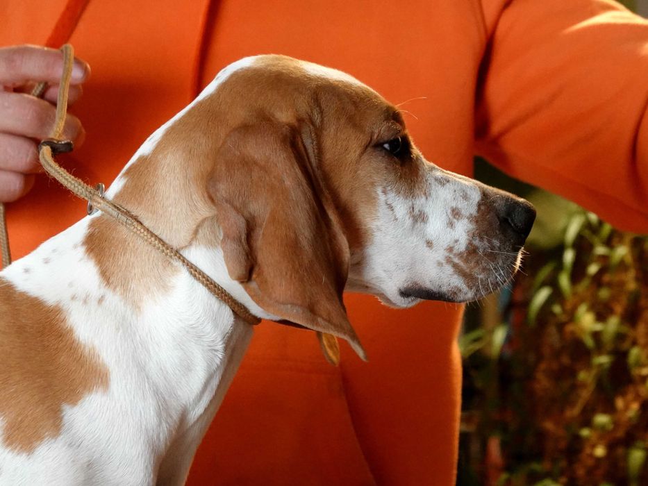 Pointer, wyżeł angielski, szczenię, hodowla "z Halikarnasu FCI"