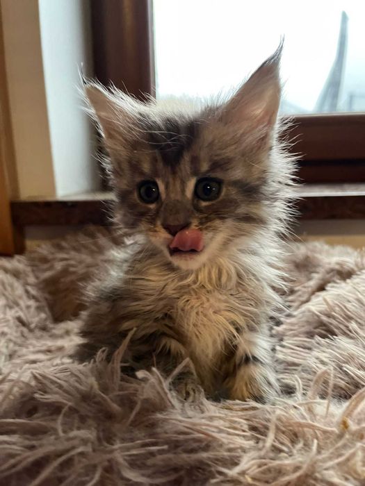 Kotka Maine Coon as 22 linia shaded