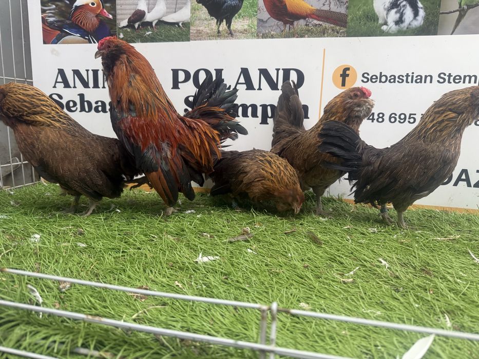 KURY. Brodacz antwerpski.  Brodacze. Możliwy transport