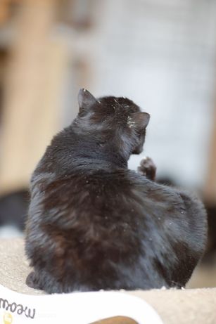 Мурашка, 2 года, чёрная кошка