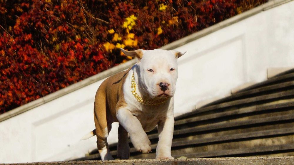 Urzekający Lexus,mocny samiec.Amstaff szczeniak z rodowodem do odbioru