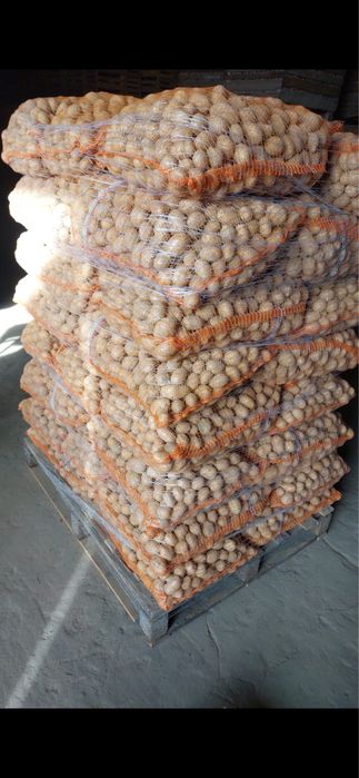 Ziemniaki sadzeniaki, Riviera, colombo, soraya, quean itp. 781+824+381