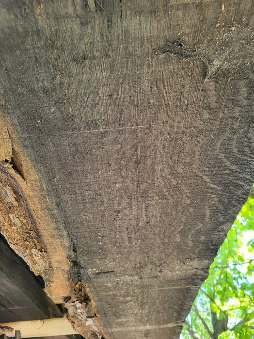 Czarny dąb, tarcica czarny dąb, black oak, deski z czarnego dębu