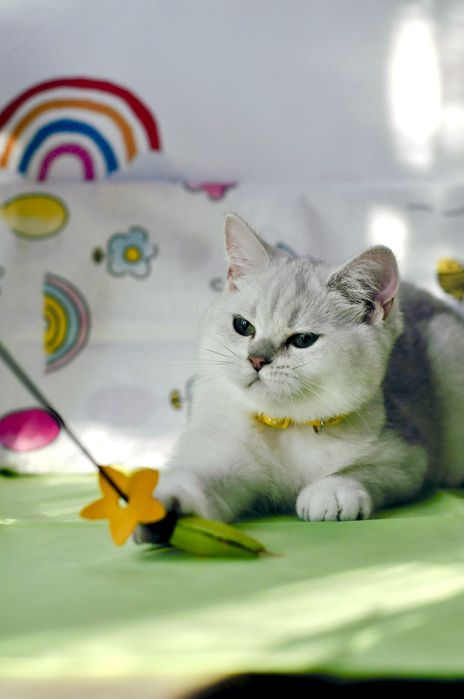 Срібна шиншила. Британські кошенята