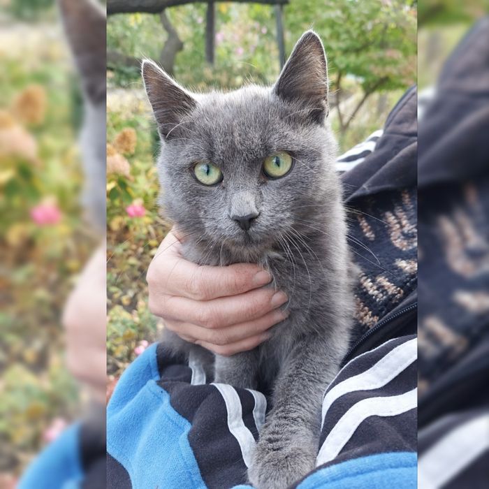 Шикарний Котик, кошеня, шикарний малюк (4 місяці) шукає родину