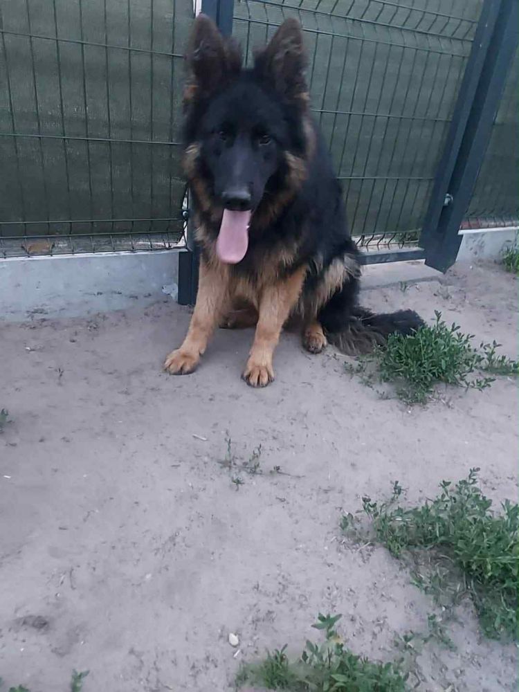 Owczarek niemiecki z rodowodem