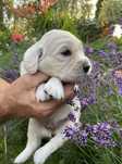 Nowy miot w hodowli Cindy Golden Glory (FCI)