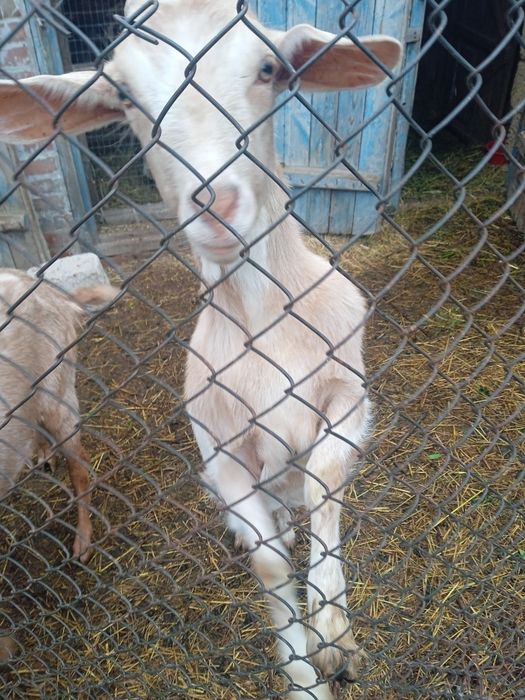 Продам козочку  гарну