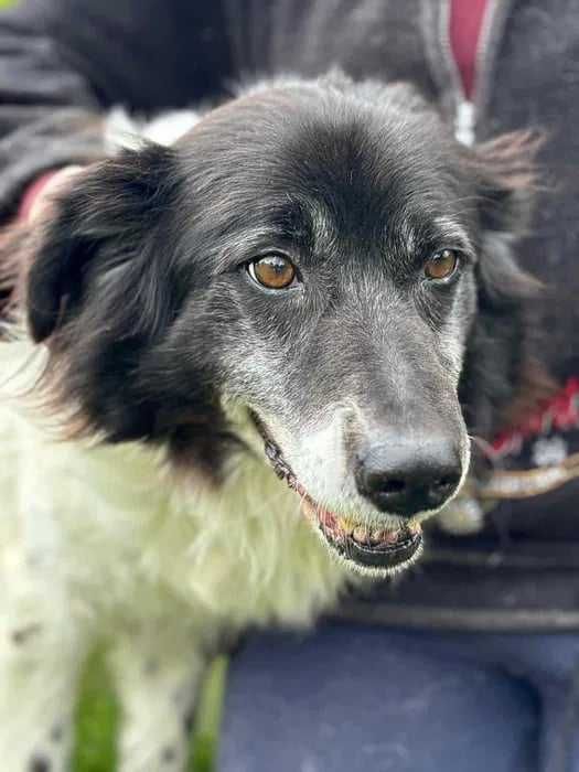 Całe swoje życie czeka na dom adoptuj