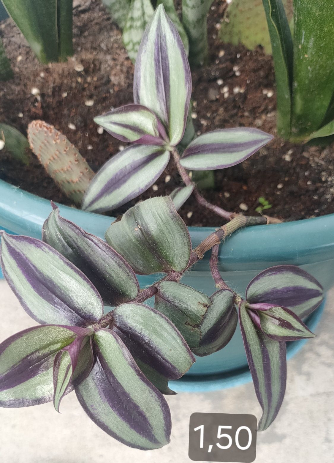 Jardim Suculentas