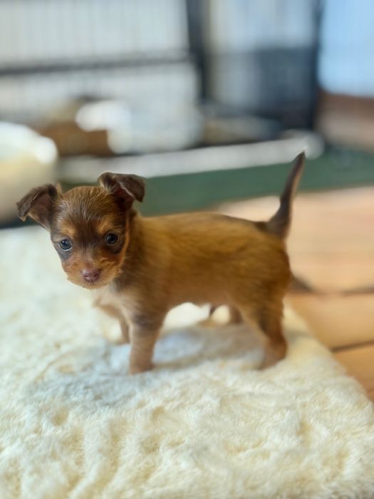 Rosyjski toy długowłosy piesek FCI ZKWP