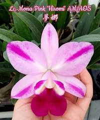 Орхидея Lc. Mona Pink 'Hiromi'
