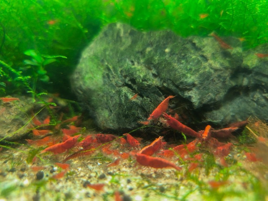 Camarão Neocaridina Red Fire