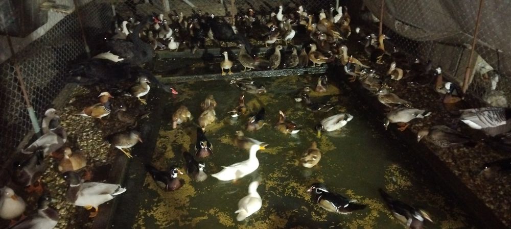 Várias raças de galinhas ornamentais