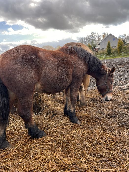 Ogierek zimnokrwisty