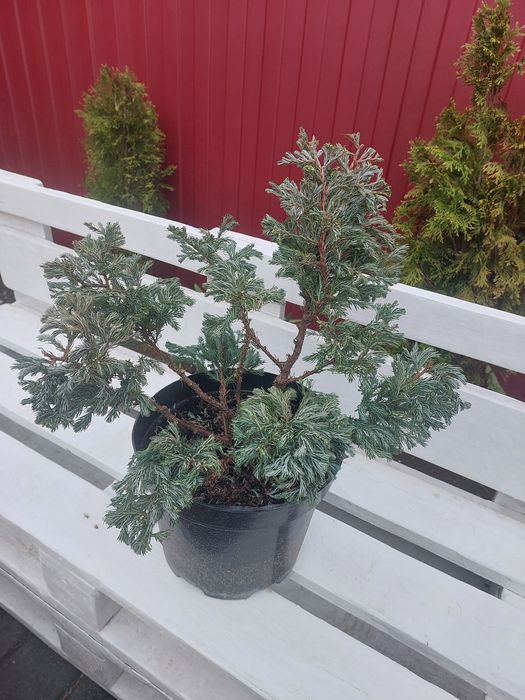 Бонсай, черенки хризантема мультифлора