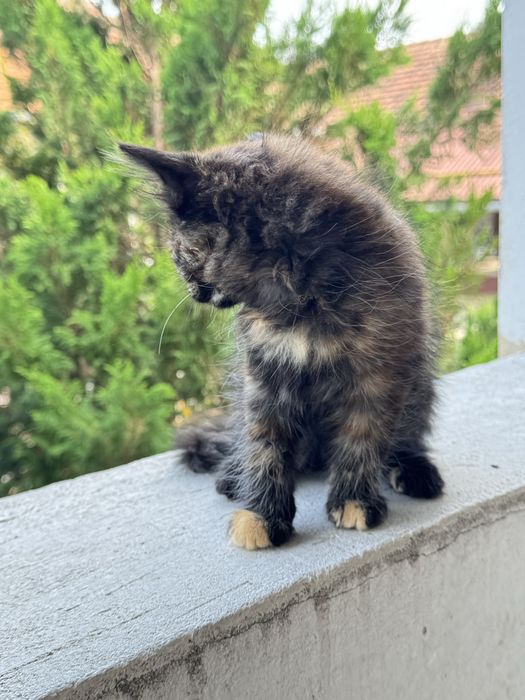 Кошенята безкоштовно