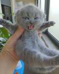 gatinha scottish fold