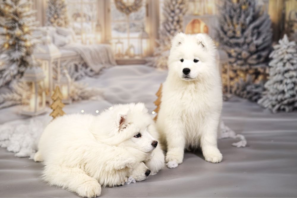 Samoyed suczka …..