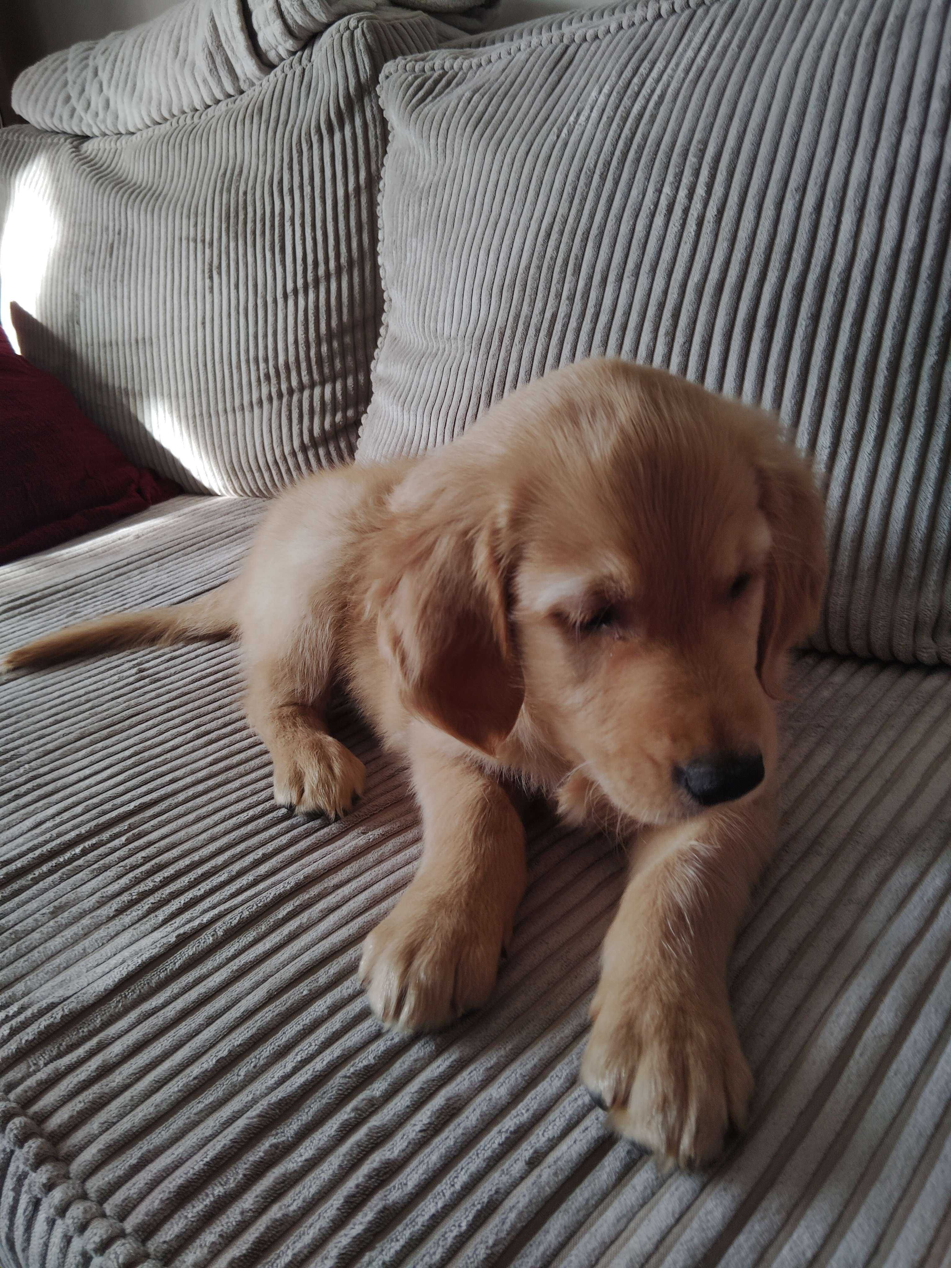 Szczeniak Golden Retriever