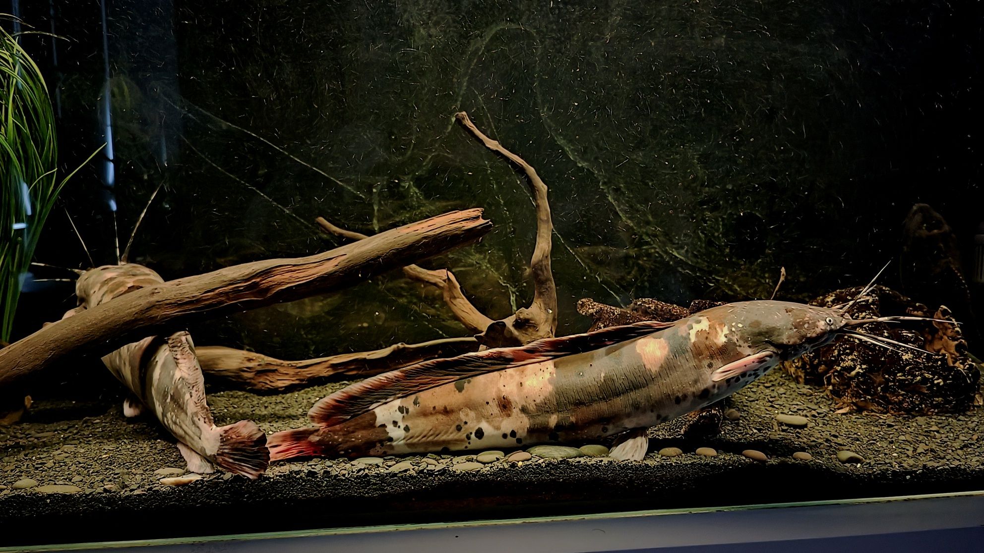 Sum clarias batrachus (długowąs żabi) oraz trzcinnik
