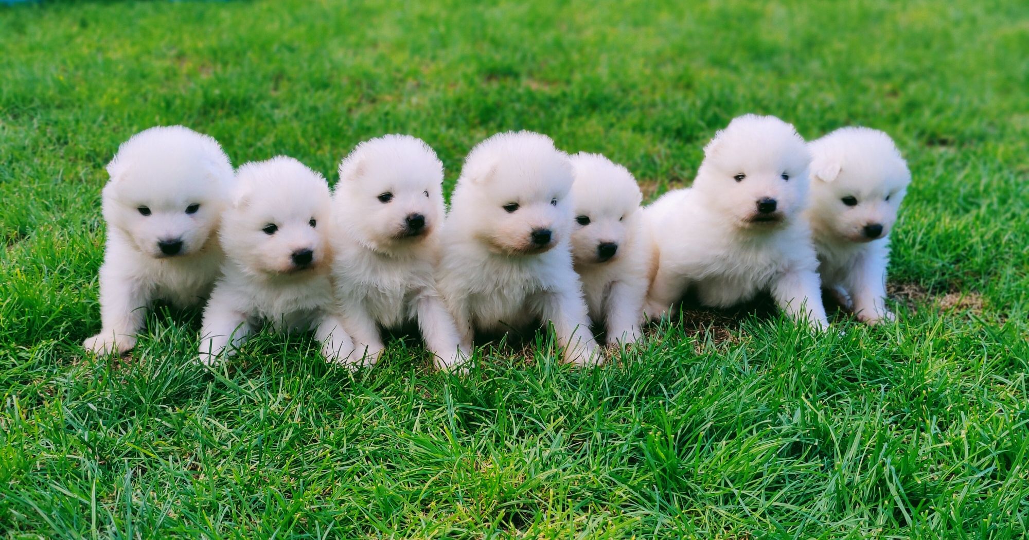 Samoyed FCI/ZKwP - suczka