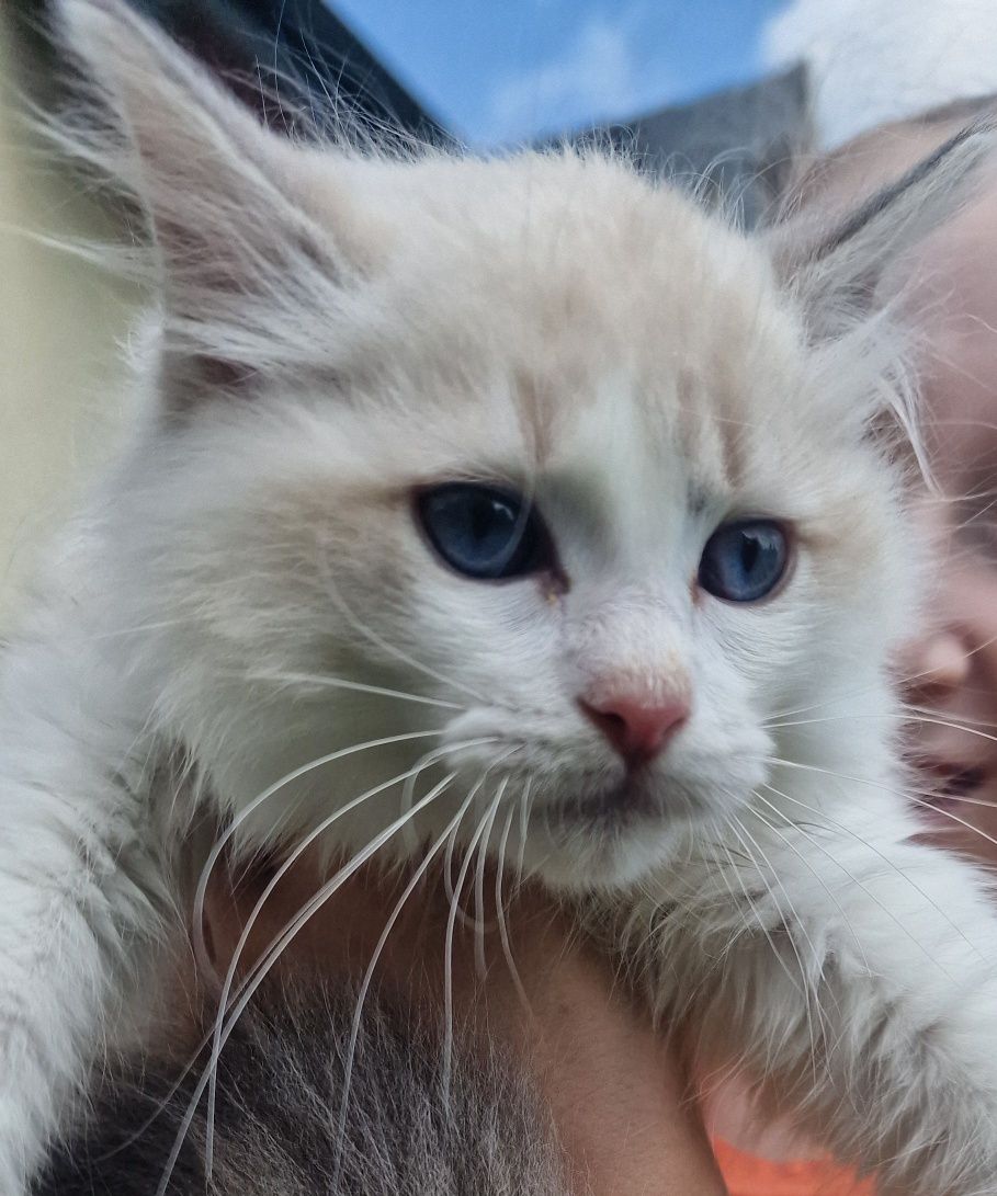 Kotka Ragdoll blue bicolor lynx