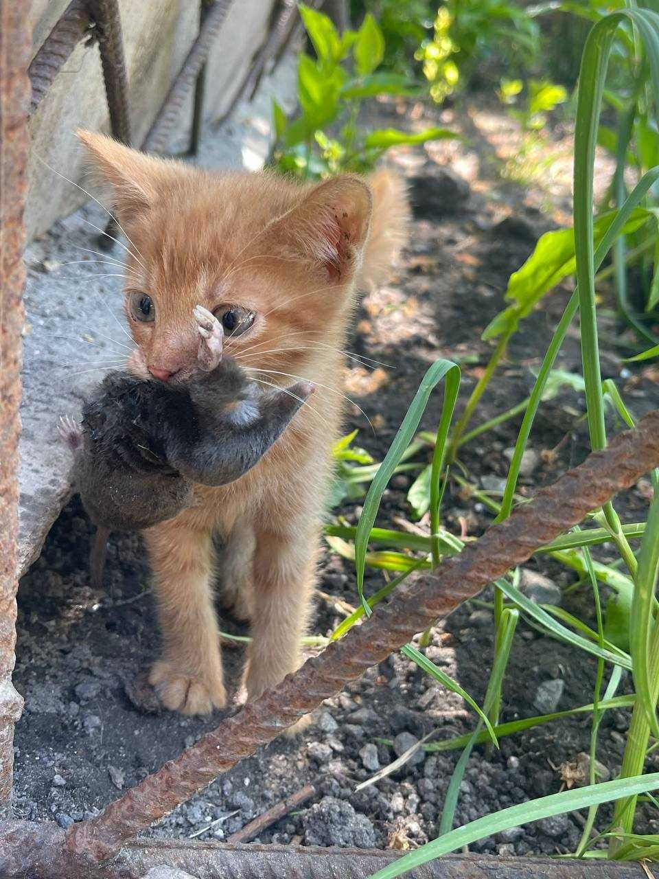 Віддам безкоштовно