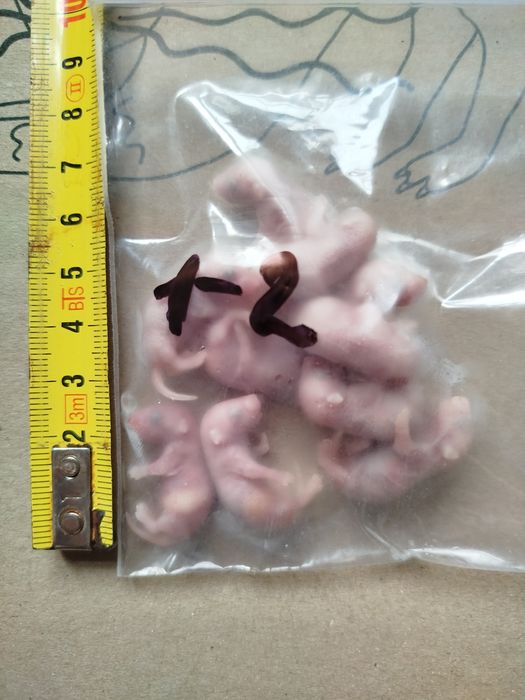 Кормовые мыши. Мышь. Заморозка. Бегунки. Опушата