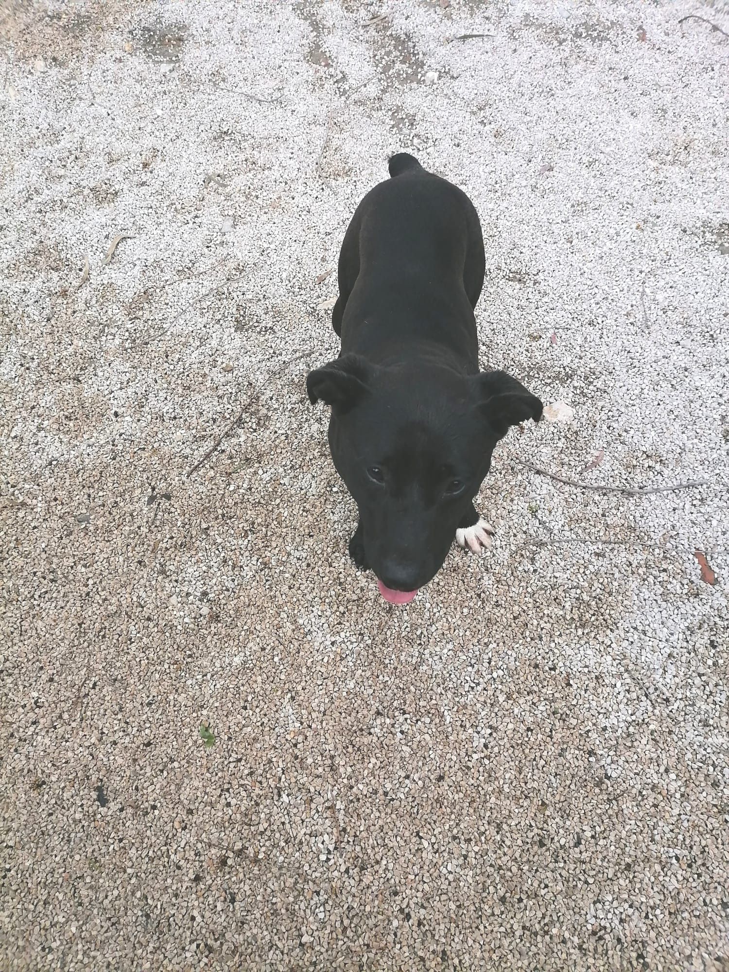 Cachorra de 7 meses procura uma família para a vida