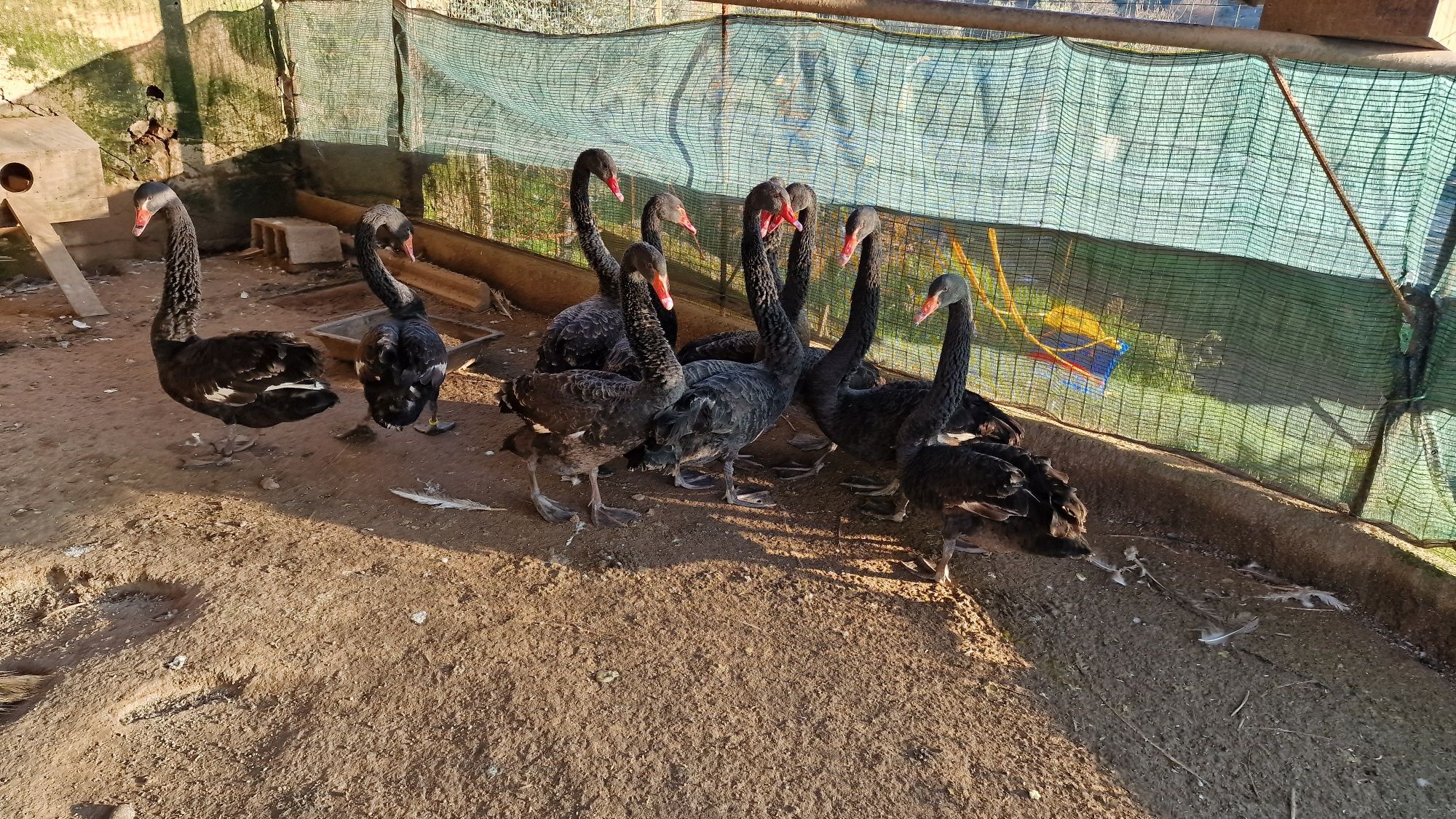 Cisnes brancos e pretos ,machos e fêmeas, aves anilhadas