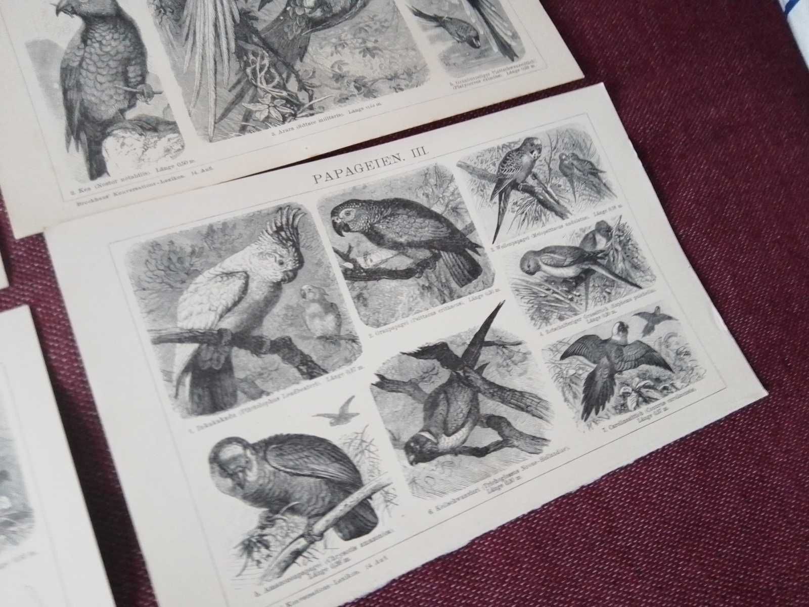 Ptaki, Zwierzęta  oryginalne XIX w. grafiki