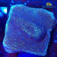 Montipora Blueberry Pie koralowiec akwarium morskie koralowce