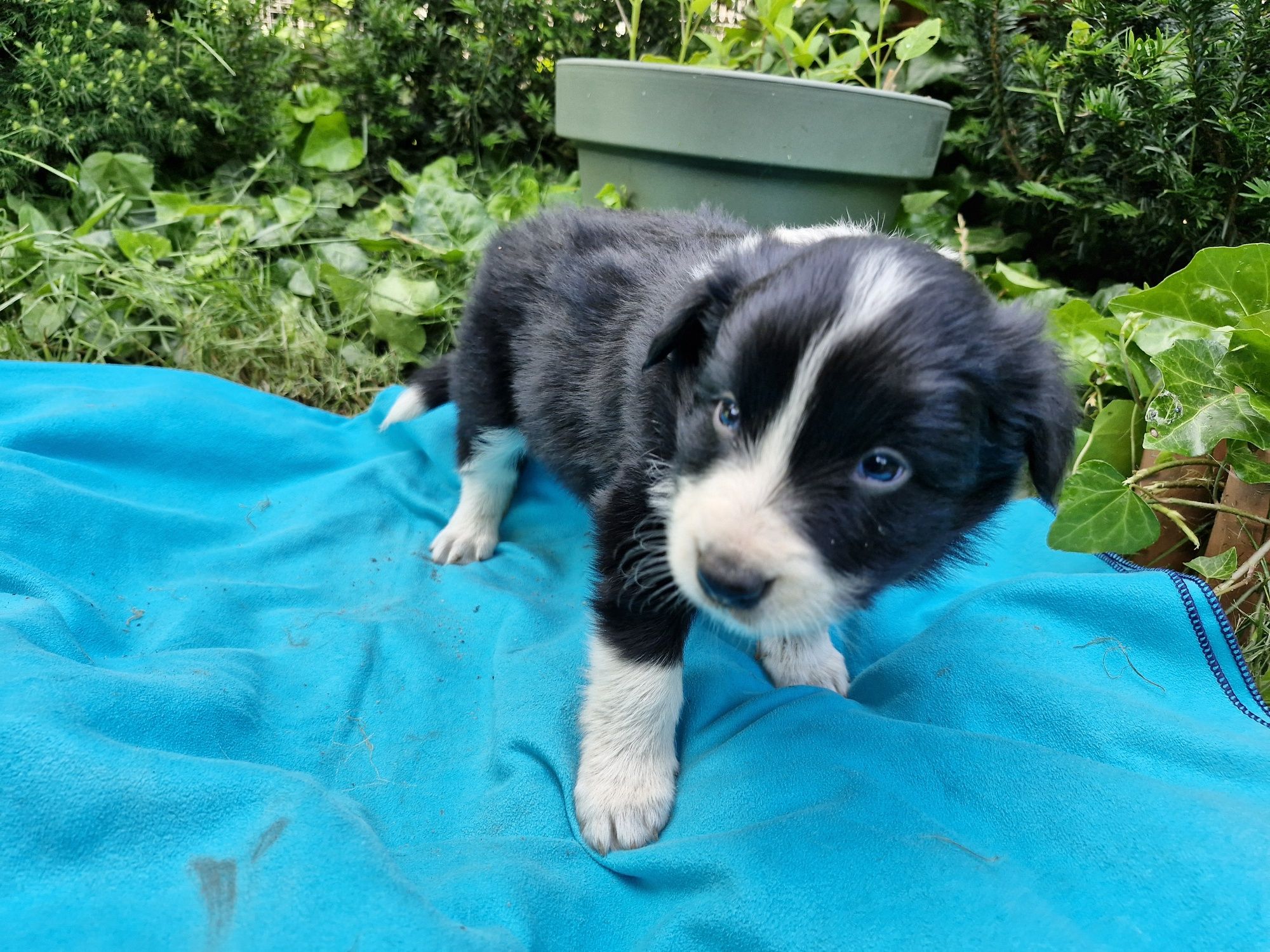 Border Collie piesek