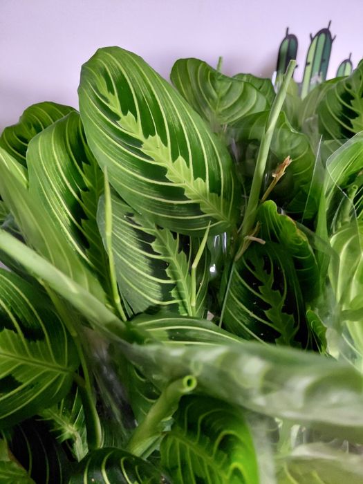 Maranta lemon lime, kolekcjonerska WYSYŁKA