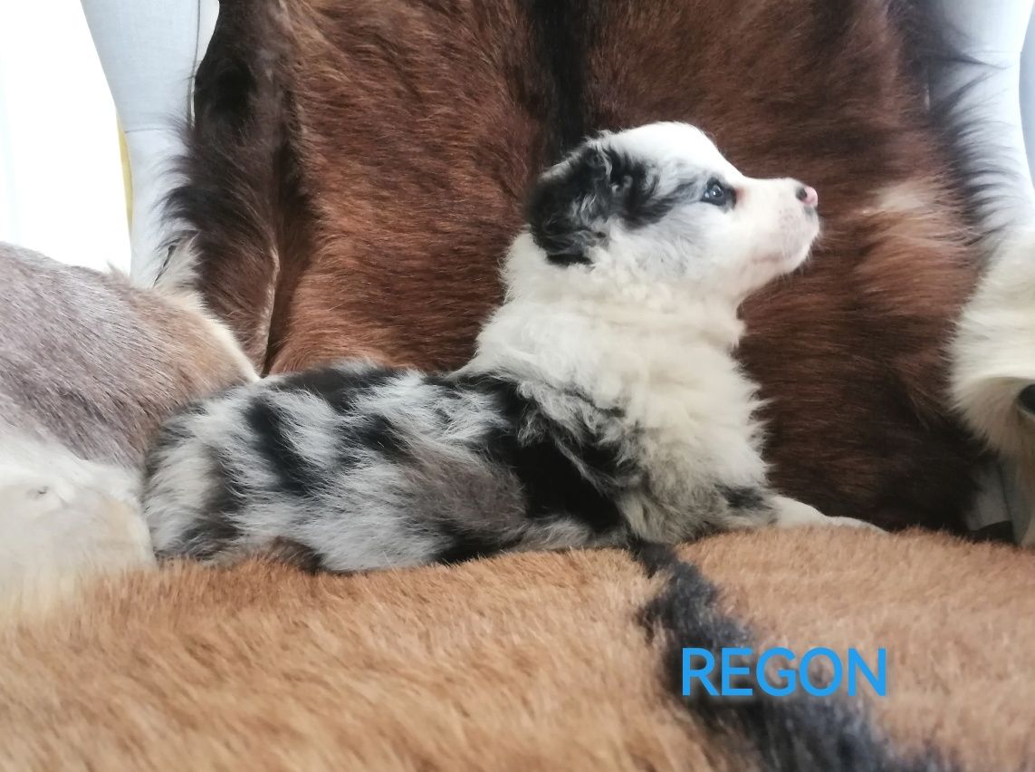 Border Collie Piesek Blue Merle