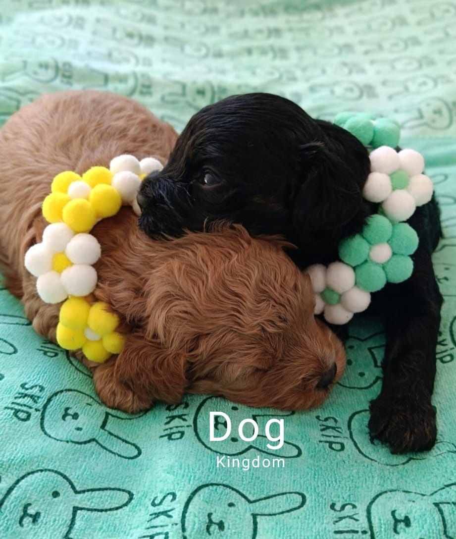 Cavapoo Pudel Toy Cockapoo