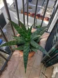 Planta agave ou aloe perfoliata em vaso