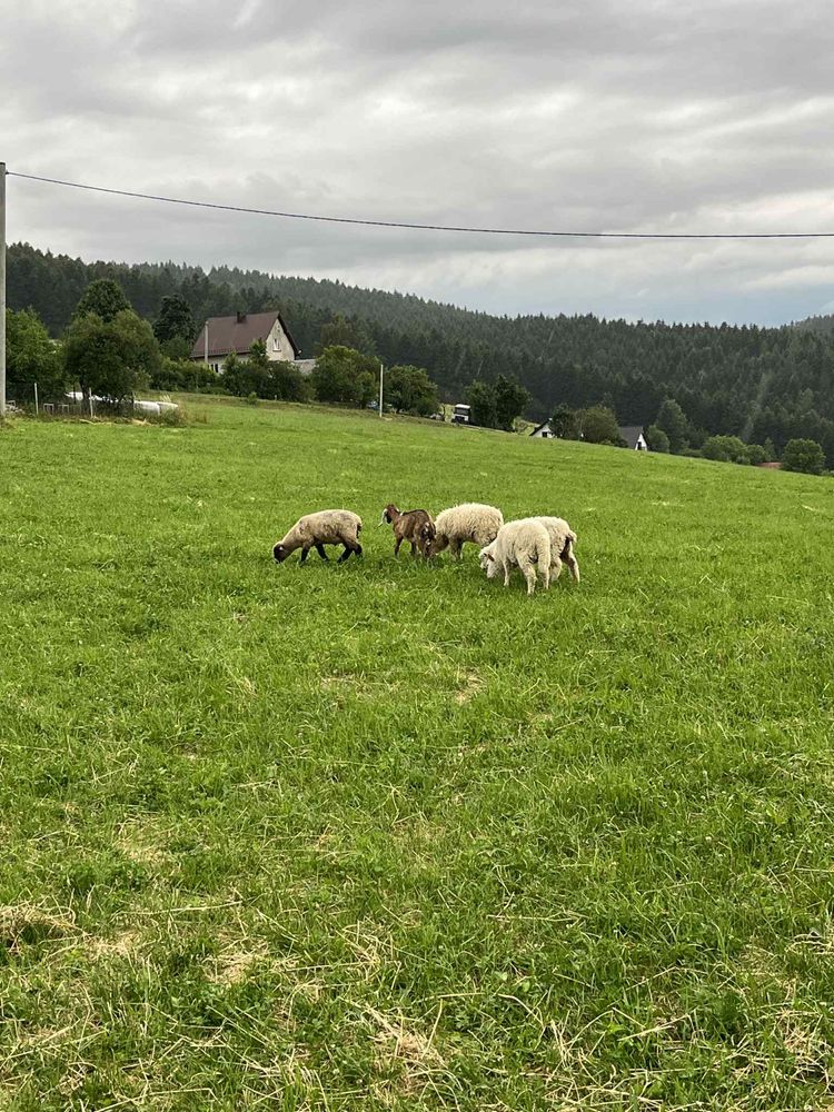 Sprzedam jagnięta