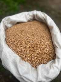 Продам зерно пшеница