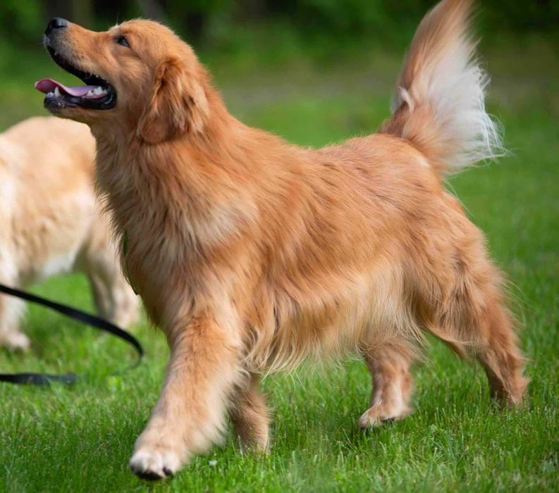 Suczka Golden Retriever ZKwP/FCI - linia amerykańska