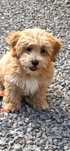 Piesek maltipoo _